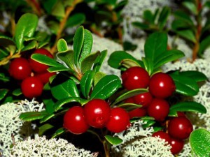 Cowberry: תכונות שימושיות של פירות יער התוויות נגד הצריכה