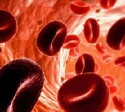 Hæmoglobin norm