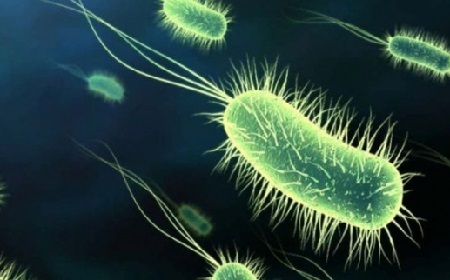 Dysbacteriosis des Darms verursacht