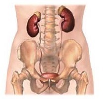 Nefroptosis del riñón